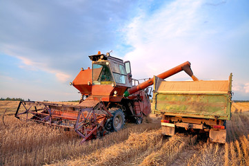 Fototapeta premium Combine harvesting