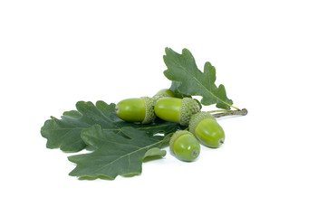 Green  acorn fruits on white background