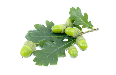 Green acorn fruits