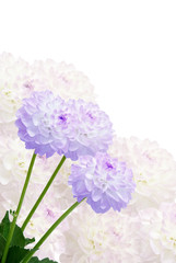 Dahlia  on white background