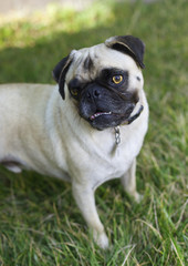Pug dog