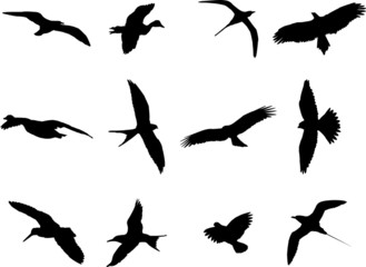 Birds silhouette collection - vector