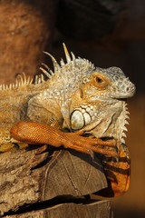 Grüner Leguan (braunes Exemplar)