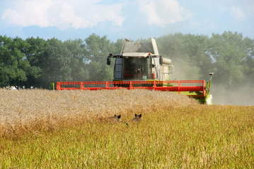 Fototapeta premium Rapsfeld mit Mähdrescher und Wildschweinen 442
