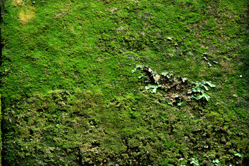 Moss Covered Block