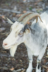 goat living on the farm