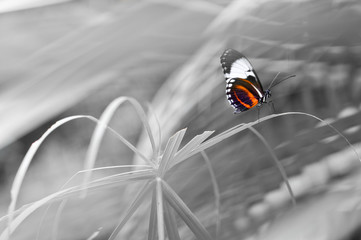 Schmetterling in Farbe