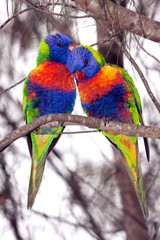 Birds, Australian Parrots, Rainbow lorikeets preening feathers