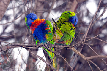 Birds, Rainbow lorikeets in the shape of a heart