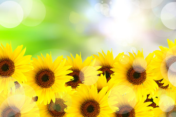 Fototapeta premium abstract beautiful sunflower and light reflect in morning