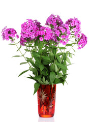 bouquet of phlox in vase isolated on white