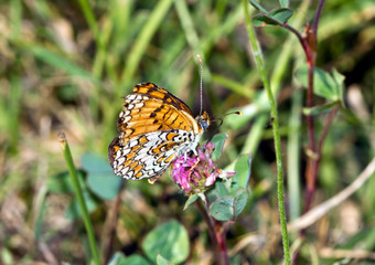 farfalla
