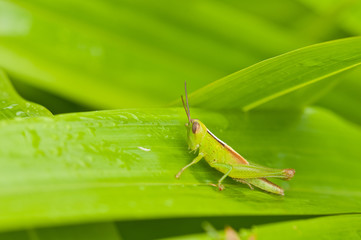 closeup a grass hopper on green leaf