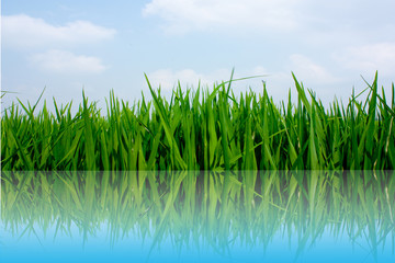 Obraz premium Rice in farm