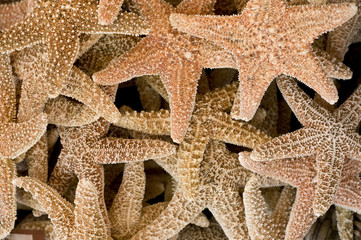 starfish