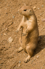 Prairie Dog