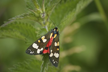 Obraz na płótnie Canvas moth on nettle