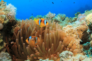 Fototapeta na wymiar Fluorescent Red Anemone i Para Clownfish