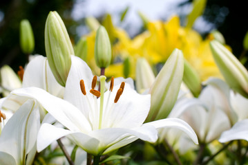 黄色いスカシユリをバックに白いスカシユリの花