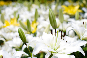 白いスカシユリの花畑