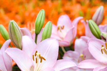 オレンジ色のスカシユリをバックにピンクのスカシユリの花