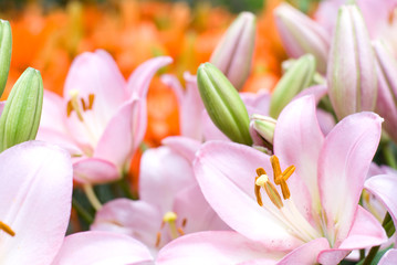 Obraz na płótnie Canvas オレンジ色のスカシユリをバックにピンクのスカシユリの花