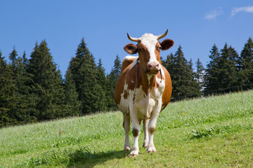 Fototapeta na wymiar Mleko od zdrowych krów