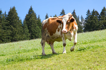 Fototapeta na wymiar Mleko od zdrowych krów