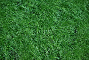 Fototapeta premium Nice soft grass