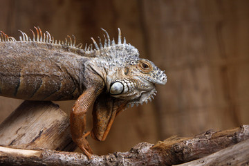 Grüner Leguan (braunes Exemplar)