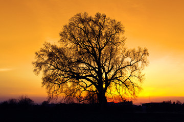 Fototapeta na wymiar Sunste Złoty sylwetka drzewa.