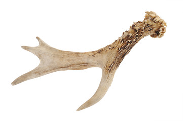 antler