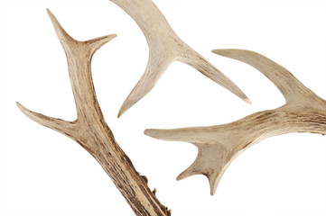 antlers on white background
