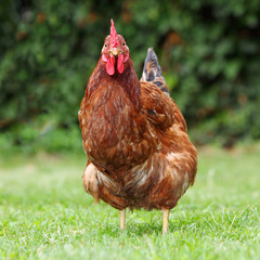 Chicken in bio farm