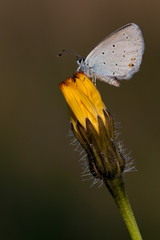 Kurzschwänziger Bläuling