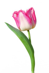 Pink tulip