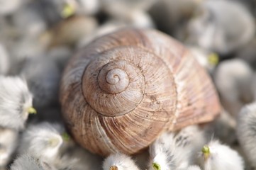 Schneckenhaus im Weidenkätzchenbett