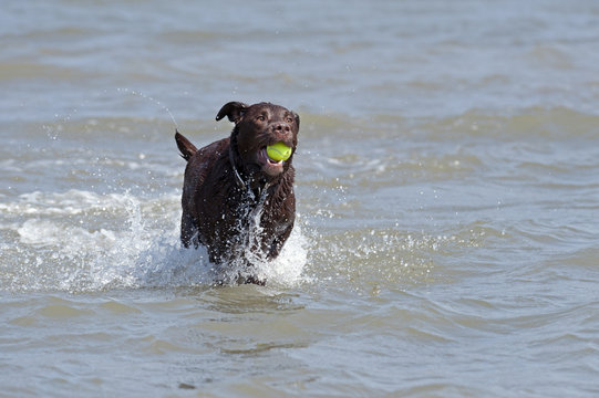 Dog in water