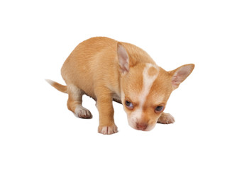 portrait of a cute purebred puppy chihuahua in front of white ba