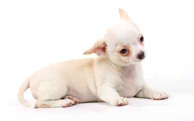 cute small chihuahua puppy sitting on white looking at camera is
