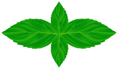 four mint leaves illustration