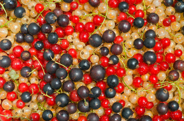 Multicolored currant 4