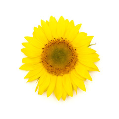 Beautiful yellow Sunflower background.