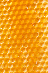 fresh honey in comb