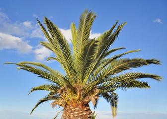 palmier sur fond de ciel bleu