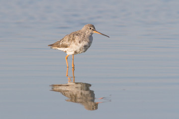 an adult of Spotted Redshank in water / Tringa erythropus