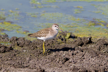 Wood Sandpiper on the shore / Tringa glareola