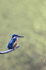 休憩中のカワセミ