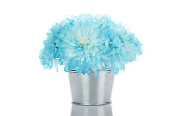 Blue chrysanthemums in a pail