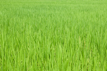 rice grass